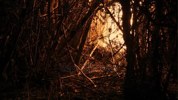 Brinnande grenarna i ett träd under en skogsbrand. — Stockvideo