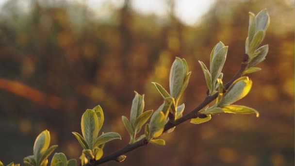 Nouvelles feuilles d'arbre bourgeonnant au printemps — Video
