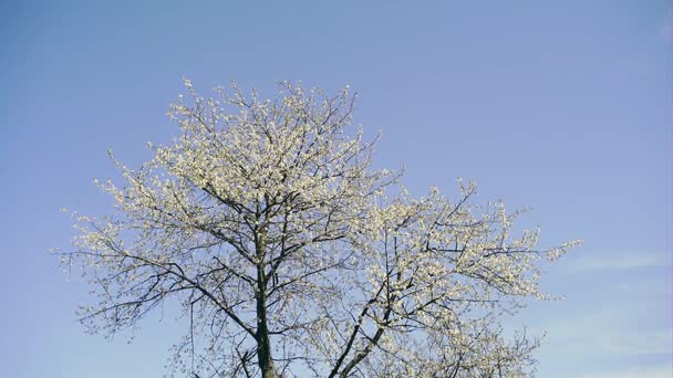 Blühender Baum am klaren Himmel — Stockvideo