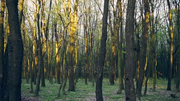 Laublose Wälder am Abend — Stockvideo
