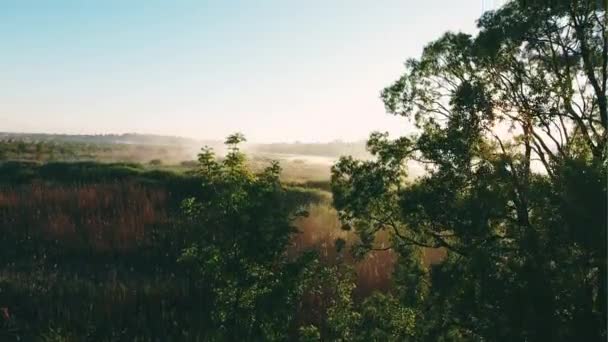 Orman ve çayır güneş ışığı altında — Stok video
