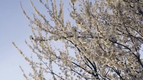 Branches d'arbres en fleurs — Video