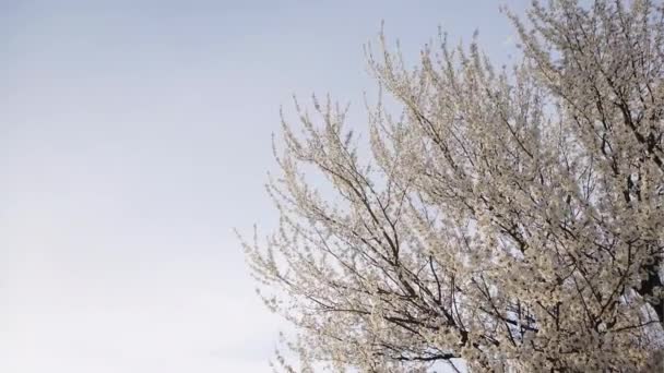 Pequeñas flores blancas en el árbol — Vídeo de stock