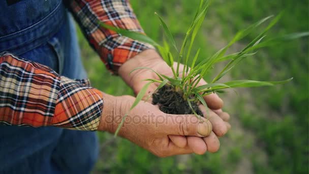 Farmer with green sprout — Stock Video