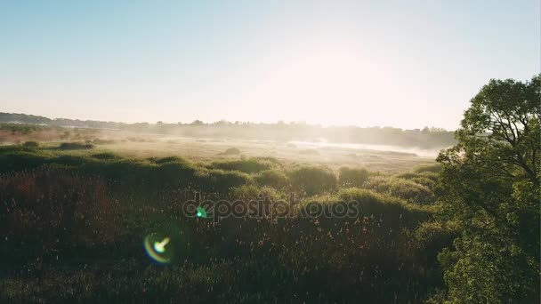 Humedad de pantano brumoso al amanecer - vista aérea — Vídeo de stock