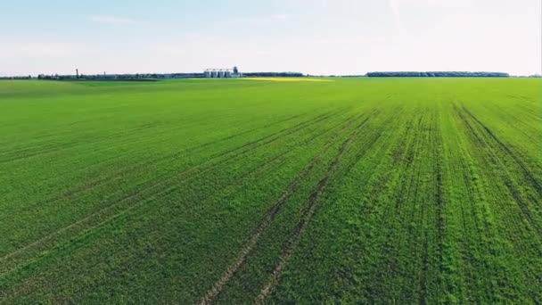 Green crop field near the grain silos Savings - aerial view — Stock Video