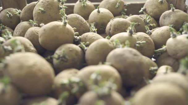 De nieuwe aardappelen zaailingen met spruiten in dozen klaar voor opplant — Stockvideo