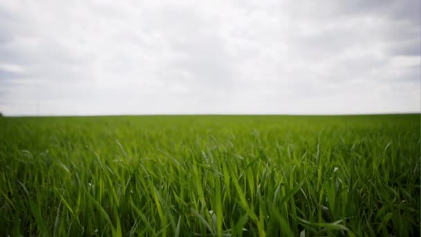 Hombre solitario caminando en un gran campo verde . — Vídeo de stock