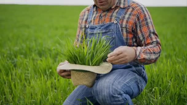 Farmer, kockás ing ellenőrzött szakterületén. — Stock videók