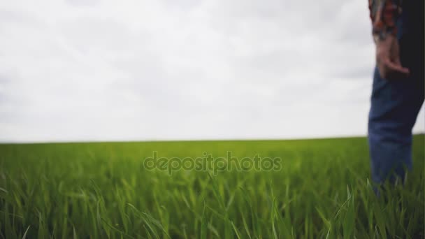 Старый опытный фермер ходит по полю зеленой травы на фоне безграничного горизонта и неба . — стоковое видео