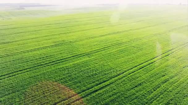 Campo verde ao sol da manhã - vista aérea — Vídeo de Stock