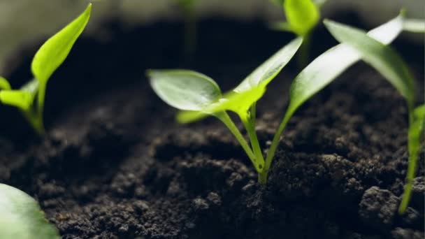 Молодые зеленые саженцы, растущие в компосте лотки вид, крупным планом — стоковое видео
