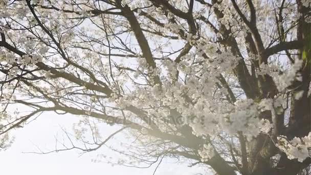 夜明けによって明るい青空彩り鮮やかな春の公園の緑の草の完全で装飾的な白リンゴとフルーツの木の咲く美しい初期最初太陽光線、自然の妖精心. — ストック動画