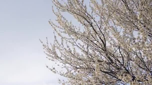 Principios de primavera el manzano floreciente con flores blancas brillantes — Vídeos de Stock