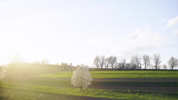 Sommerlandschaft mit grünem Gras, schöner Baum mit weißen Blumen und Wolken zum Zeitpunkt des Sonnenuntergangs — Stockvideo