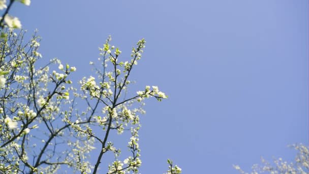 Bello ramo primaverile di un melo fiorito con fiori bianchi contro il cielo blu con posto per spazio di copia di iscrizione — Video Stock