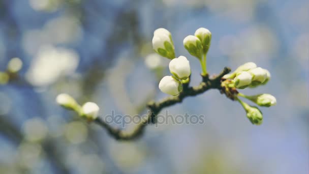 Flowering tree covered with flowers and buds. — Stock Video
