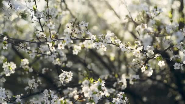 Flores de cerejeira sobre fundo natureza borrada - flores de primavera — Vídeo de Stock