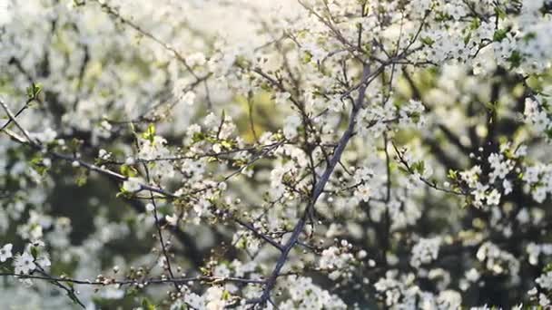 Hermosa flor de cerezo sobre un fondo de luz solar brillante . — Vídeos de Stock