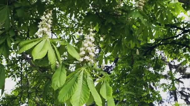 Fiori di castagno in fiore primaverile . — Video Stock