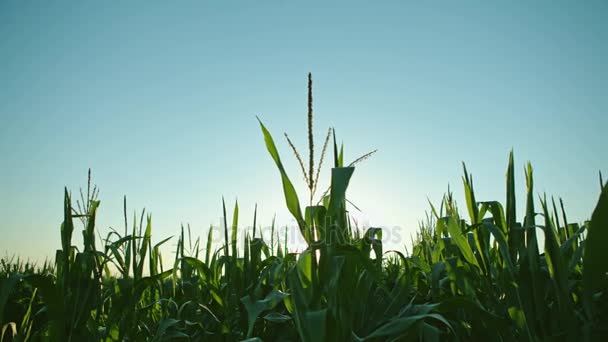 흐린 푸른 하늘 배경으로 성장 녹색 옥수수 밭 — 비디오