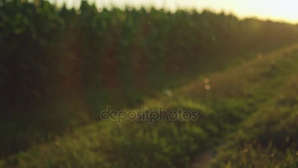 Cornfield in het landschap van de zomer met weg blauwe hemel en schoonheid zon schijnt - Raw videoverslag. — Stockvideo