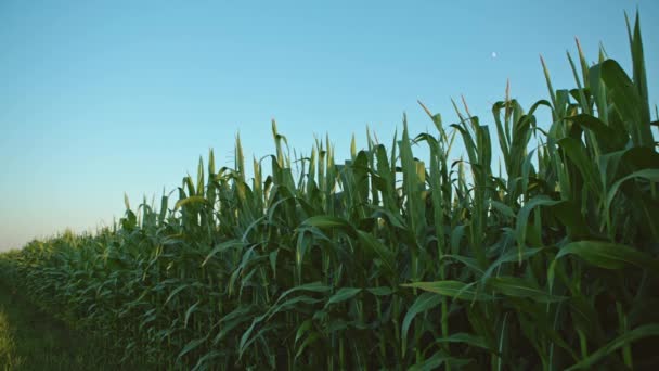 Plantation of Fodder Corn — Stock Video