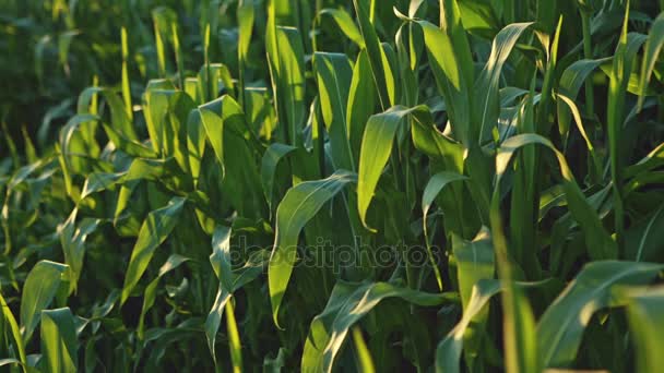 Agricultura del campo de maíz. Naturaleza verde. Primer plano. . — Vídeo de stock