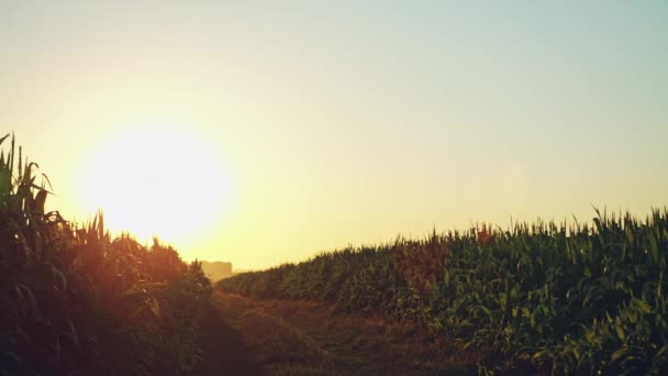 Paesaggio di campo di mais e strada locale con il tramonto sulla fattoria. Registrazione video RAW . — Video Stock