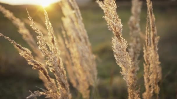 Texturierte Pflanzen im Feld — Stockvideo