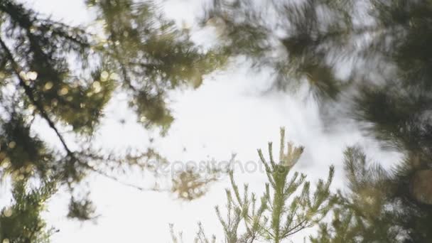 Verschwommener Hintergrund von Nadelbäumen — Stockvideo