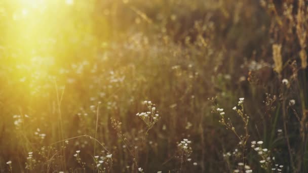 Sol brillando en la hierba — Vídeos de Stock