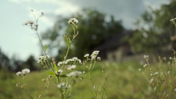 Galhos verdes no campo — Vídeo de Stock