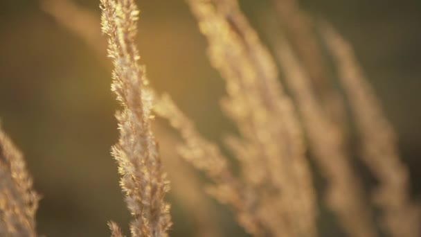 Gros plan d'herbe sauvage dorée au coucher du soleil — Video
