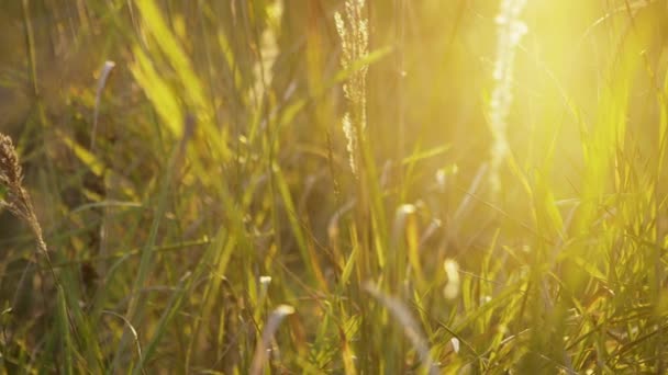 Hierba planta primer plano sol brillante naturaleza fondo — Vídeo de stock