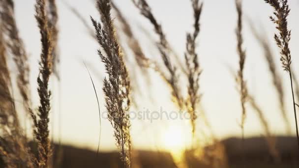 Erba secca dorata al tramonto — Video Stock