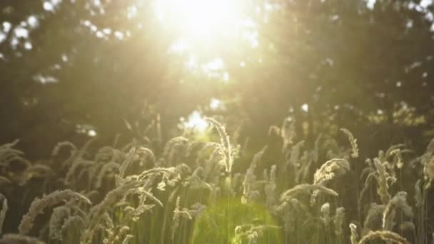 Imagem de sonho outonal de floresta à luz do pôr-do-sol . — Vídeo de Stock