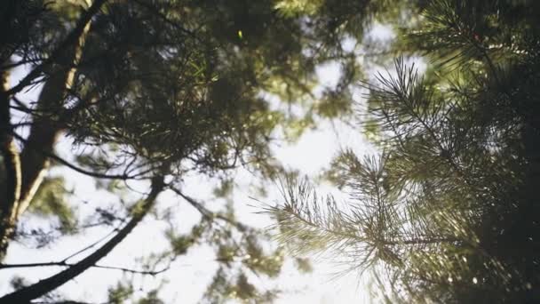 Fundo - os ramos verdes do pinheiro contra o pano de fundo da luz solar brilhante . — Vídeo de Stock