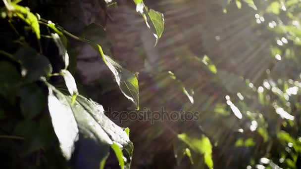 Sluneční paprsky zářící v zelených listech — Stock video