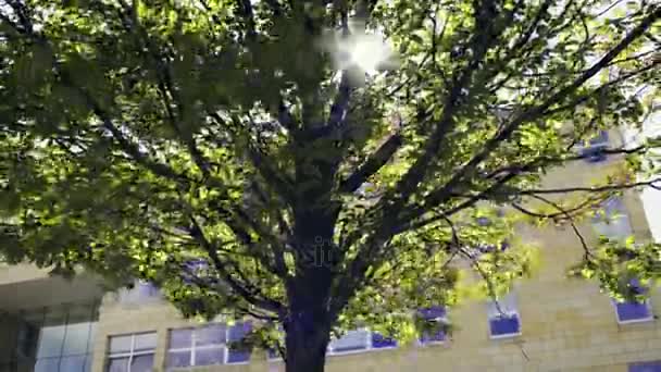 Światło słoneczne wpadające przez drzewa — Wideo stockowe