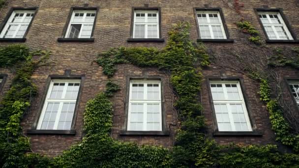Widok zewnętrzny budynku fasada z oknem i zielone roślin ściana wspinaczkowa. — Wideo stockowe