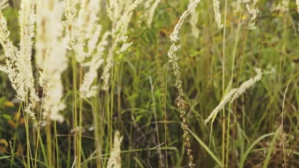 Vintage veld bij zonsopgang. Natuur voorjaar vintage buiten video achtergrond — Stockvideo