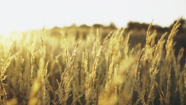 Campo de trigo dourado e dia ensolarado — Vídeo de Stock