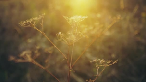 Soir automne nature fond, belle prairie fleurs de pissenlit dans le champ sur le coucher de soleil orange. effet filtre vintage, point de mise au point sélectif, faible profondeur de champ — Video