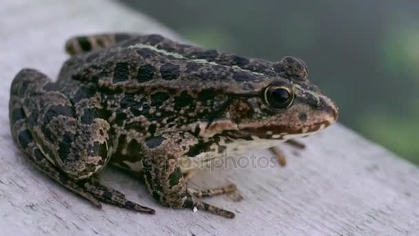Зеленая жаба крупным планом — стоковое видео