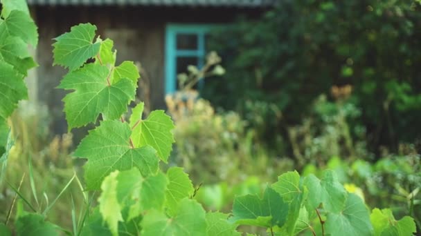 Σταφύλια στο εγκαταλελειμμένο ναυπηγείο ρουστίκ. — Αρχείο Βίντεο