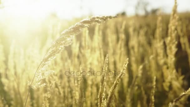 Золотые колосья пшеницы или ржи на поле, закрываются капельками росы. величественный сельский пейзаж под сияющим солнцем . — стоковое видео