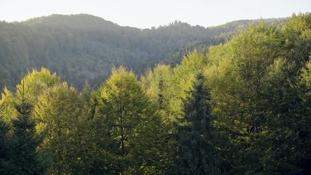 Festői kilátással a zöld fák az erdő napsütéses napon — Stock videók