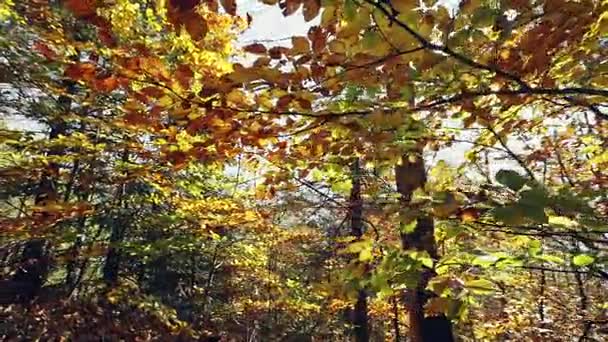 Hojas en el bosque de otoño - movimiento steadicam — Vídeo de stock