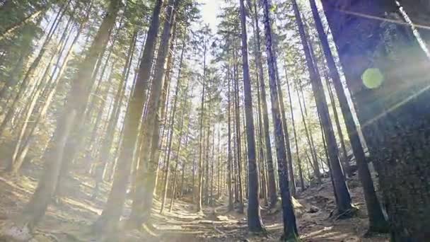 Яркий солнечный свет в светлых хвойных лесах — стоковое видео